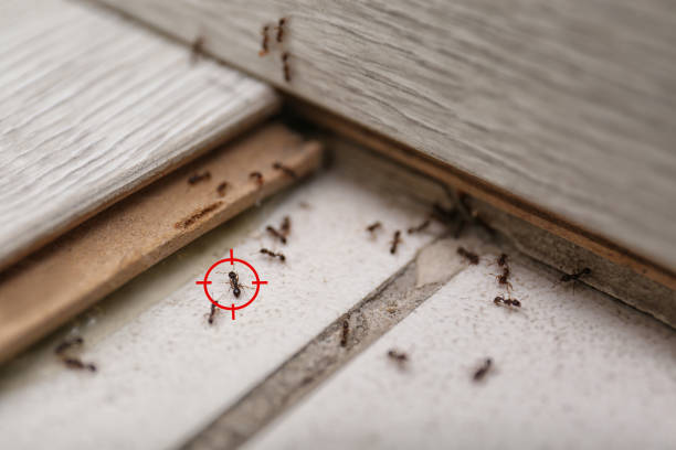 Best Pest Removal Services  in Merton, WI