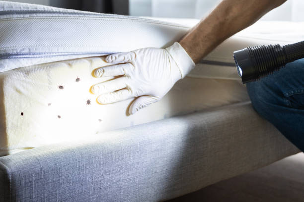 Best Mosquito Control Services  in Merton, WI