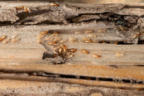 Best Pest Control Treatment  in Merton, WI